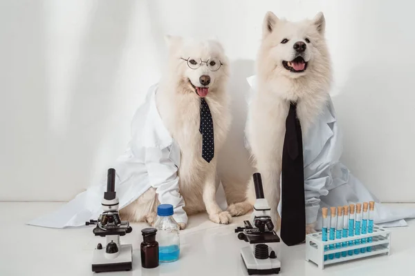 Perros científicos en batas de laboratorio - foto de stock