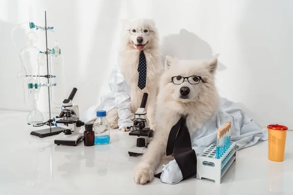 Dogs scientists — Stock Photo