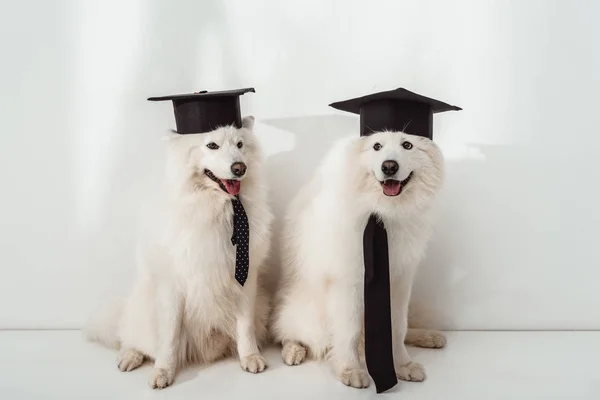 Cães em chapéus de graduação — Fotografia de Stock