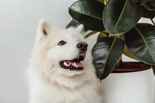 Perro samoyedo - foto de stock