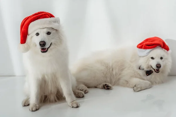 Пушистые собаки в шляпах Санты — стоковое фото