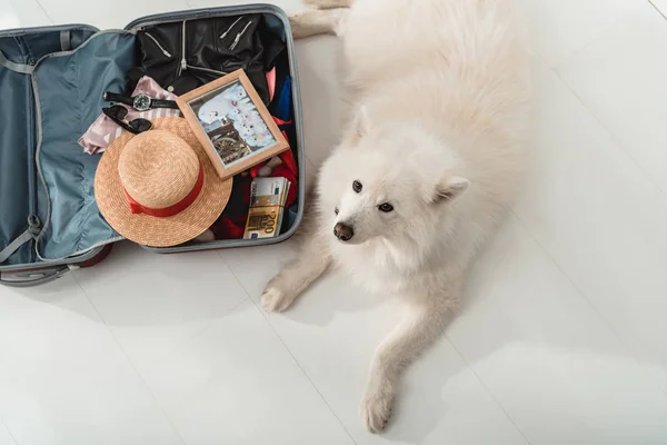 Cane con valigia — Foto stock