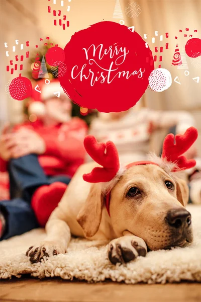 Perro con cuernos de reno de Navidad - foto de stock