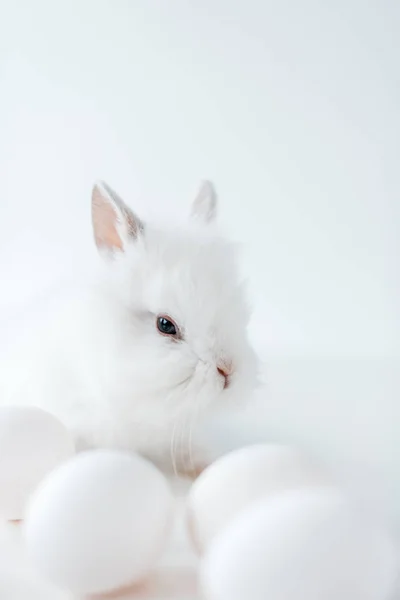 Close-up view of adorable white furry rabbit and chicken eggs on white — Stock Photo