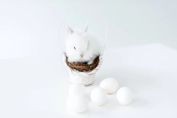 Rabbit — Stock Photo