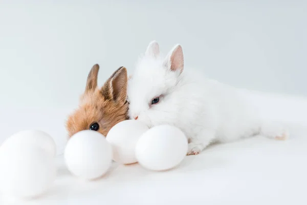 Close-up view of cute furry rabbits and chicken eggs on white — Stock Photo