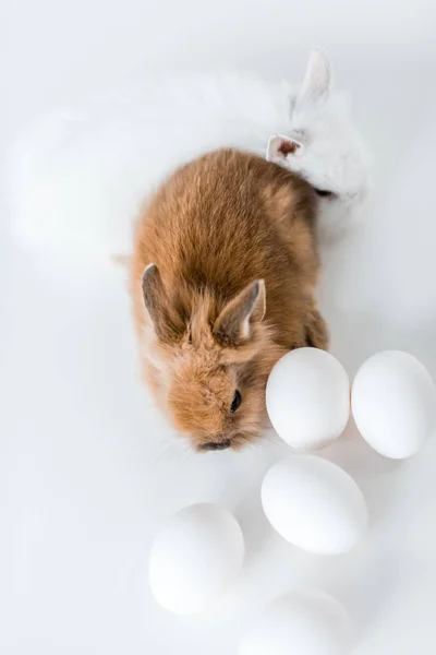 Close-up view of adorable furry rabbits and chicken eggs on white — Stock Photo