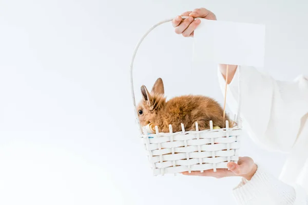 Обрізаний знімок дівчини, що тримає кошик з милим пухнастим кроликом і порожньою карткою ізольовано на білому — стокове фото