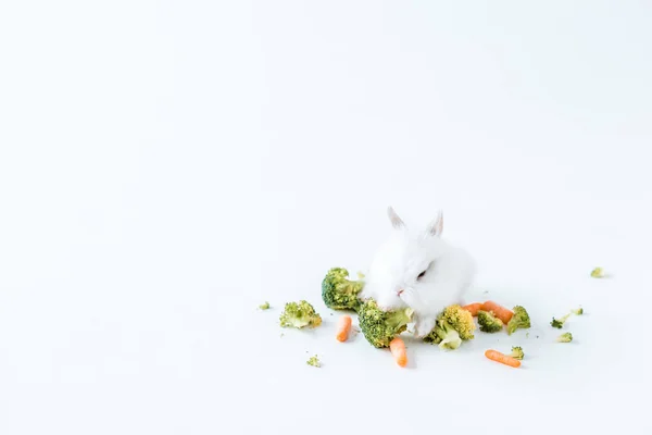 Rabbit — Stock Photo