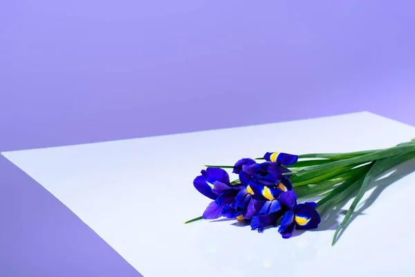 Flores de iris púrpura, tendencia ultravioleta - foto de stock