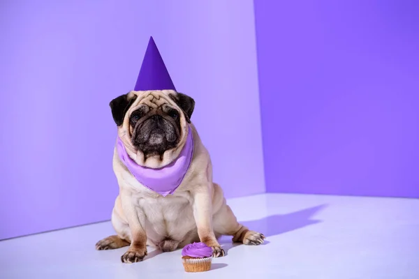 Perrito pug en púrpura sombrero de fiesta con magdalena, en ultra violeta - foto de stock