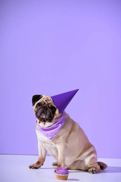 Cão pug em chapéu de aniversário roxo com cupcake, em ultravioleta — Fotografia de Stock