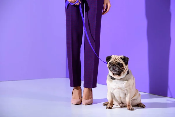 Visão de seção baixa da menina posando com cão pug, tendência ultravioleta — Fotografia de Stock