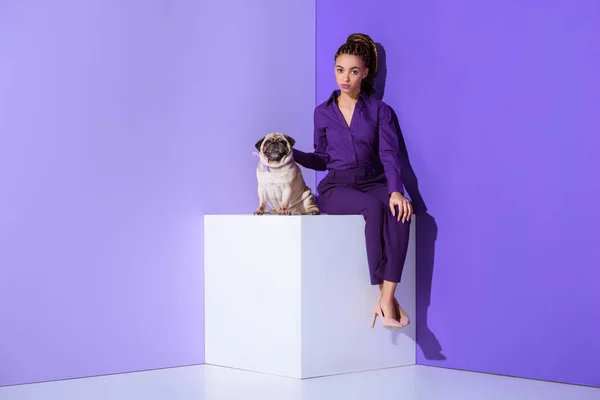 Elegant mulatto girl in purple suit sitting on cube with pug, ultra violet trend — Stock Photo