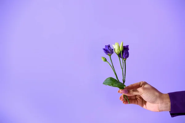 Обрезанный вид на руке держа фиолетовые цветы эустомы, изолированные на ультрафиолетовом — стоковое фото