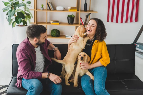 Cães — Fotografia de Stock