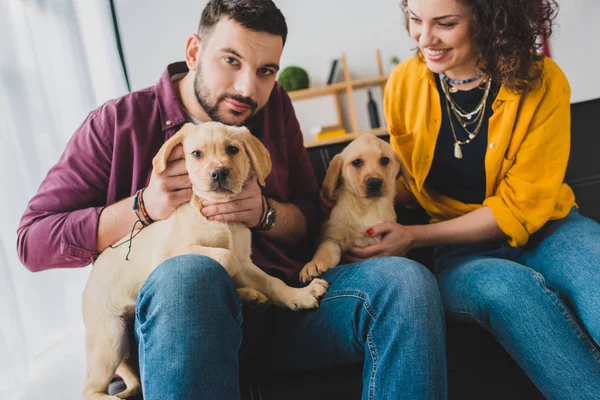 Young couple sitting on sofa and holding two labrador puppies — Stock Photo