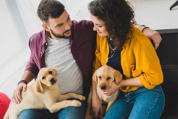 Young couple sitting on sofa and holding two labrador puppies — Stock Photo