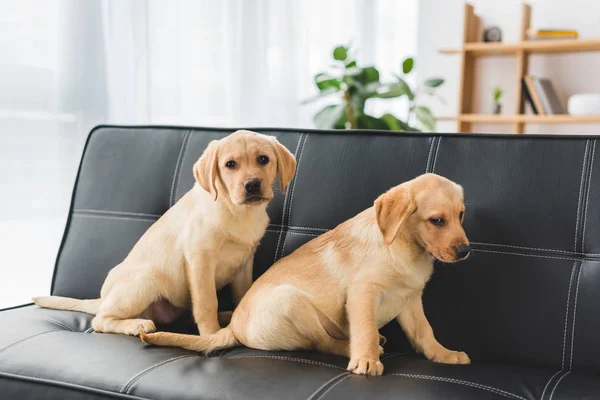 Двоє бежевих цуценят сидять на шкіряному дивані — стокове фото