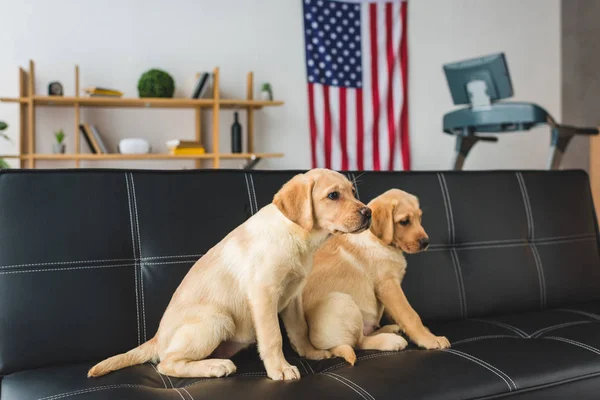 Vista lateral de dos cachorros beige sentados en sofá de cuero - foto de stock