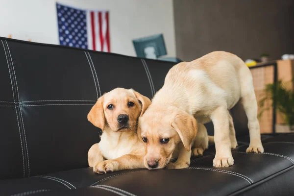 Vue rapprochée de deux chiots beiges sur canapé en cuir — Photo de stock