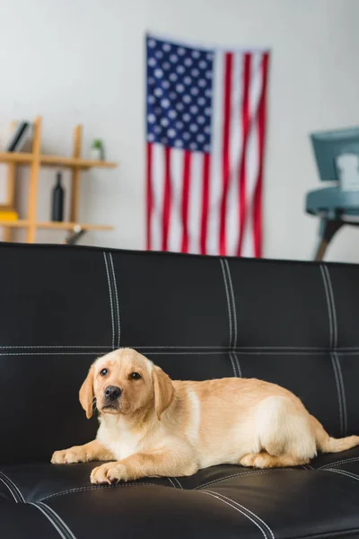 Close up view of labrador puppy lying on leather couch — Stock Photo