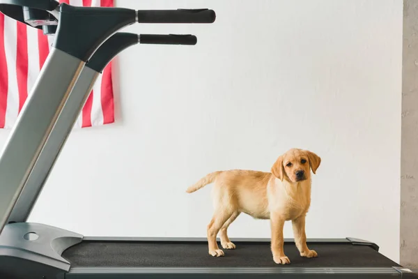Image of labrador puppy standing on treadmill — Stock Photo