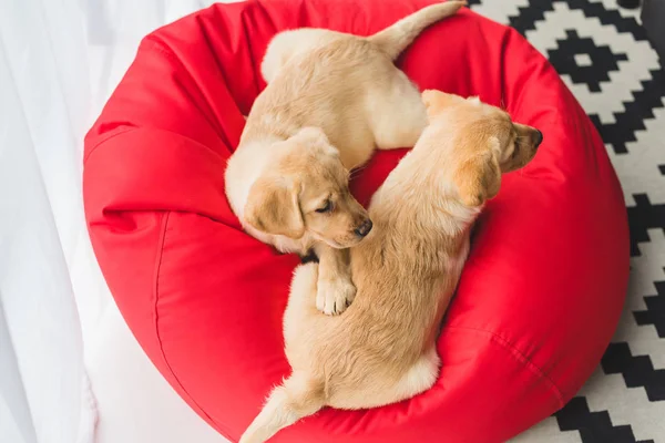 Vista dall'alto di due cuccioli beige seduti sulla sedia borsa rossa — Foto stock