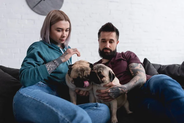 Татуированная пара сидит на диване с двумя собаками-мопсами дома — стоковое фото