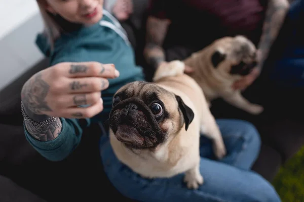 Imagen recortada de pareja tatuada con perros pug divertido en casa - foto de stock