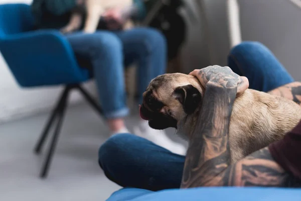 Cropped image of tattooed couple with pug dogs at home — Stock Photo