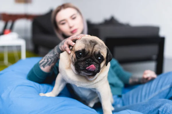 Hermosa chica tatuada palming pug perro en casa - foto de stock