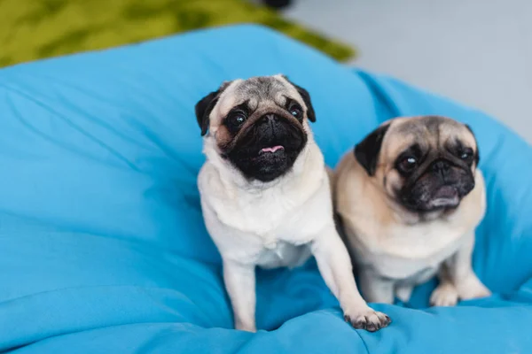 Dos pugs lindos en silla de bolsa de frijol azul en casa - foto de stock