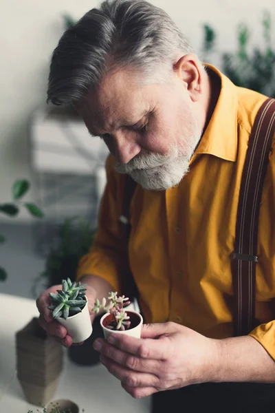 Hombre mayor barbudo guapo sosteniendo pequeñas macetas con suculentas - foto de stock