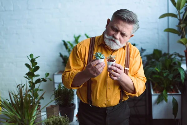 Красивый бородатый пожилой мужчина держит маленькие цветочные горшки с сочными — стоковое фото