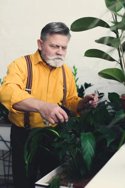 Focused senior male gardener watering green plants indoors — Stock Photo