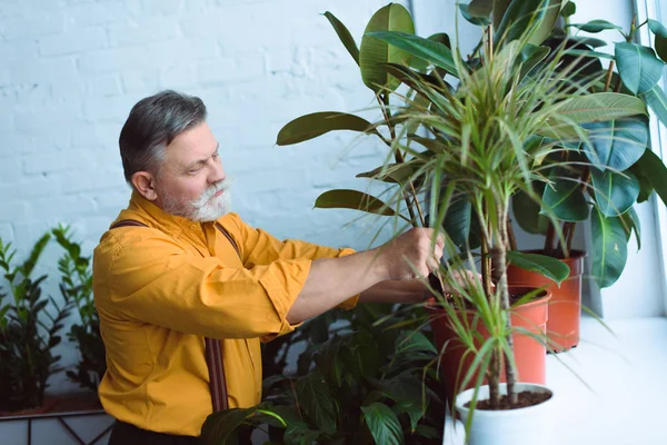 Vue latérale d'un homme âgé barbu plantant des plantes vertes à la maison — Photo de stock