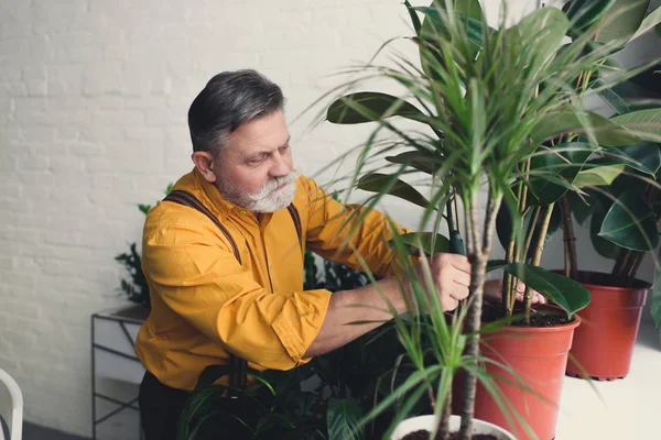 Бородатий старший чоловічий садівник висаджує зелені рослини вдома — стокове фото