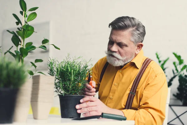 Красивый бородатый пожилой человек стрижет зеленые горшки растения дома — стоковое фото