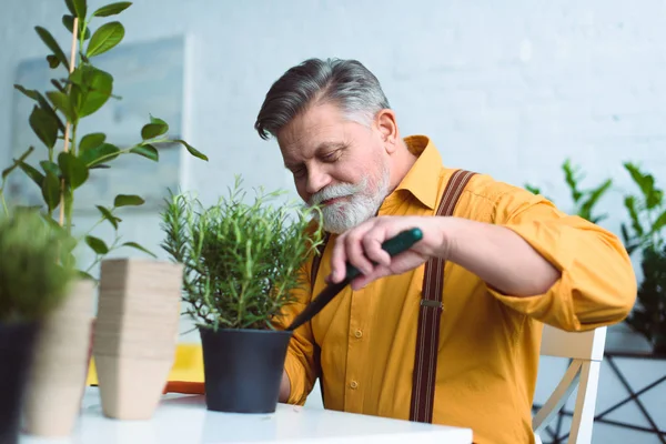 Улыбающийся пожилой человек сажает зеленое растение в горшок дома — стоковое фото