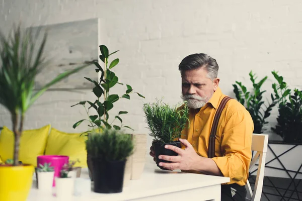 Élégant barbu senior homme tenant vert plante d'intérieur à la maison — Photo de stock