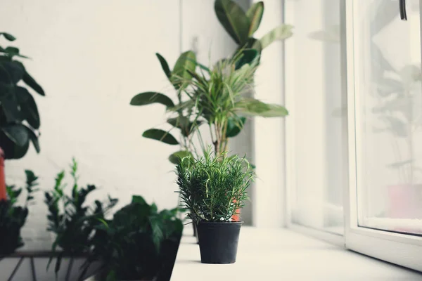 Hermosas plantas en maceta verde en el alféizar de la ventana - foto de stock