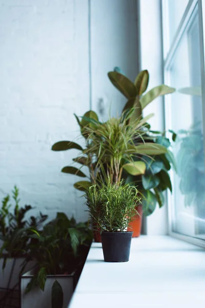 Hermosas plantas verdes en macetas en el alféizar de la ventana - foto de stock