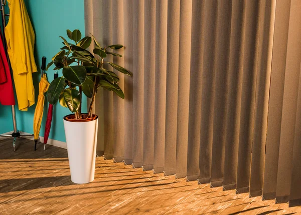 Potted plant with green leaves on floor with shadow near jalousie — Stock Photo