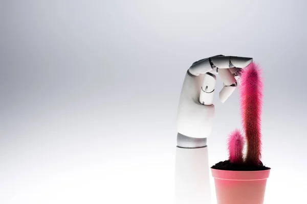 Robot hand touching pink cactus isolated on grey — Stock Photo