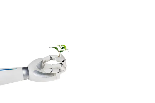 Tiro recortado de robot que sostiene la rama de la planta verde aislado en blanco - foto de stock