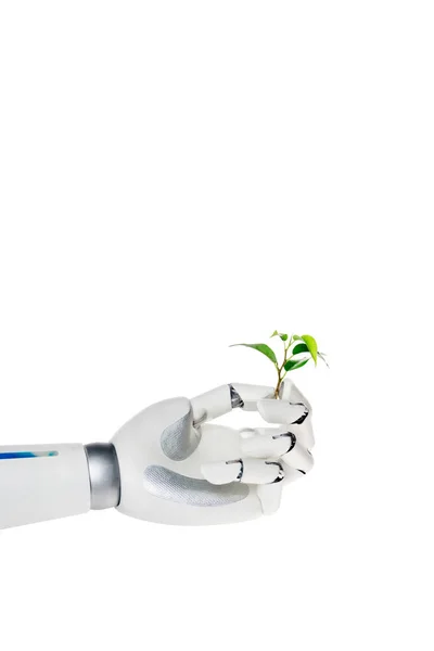 Cropped shot of robot holding small green plant isolated on white — Stock Photo
