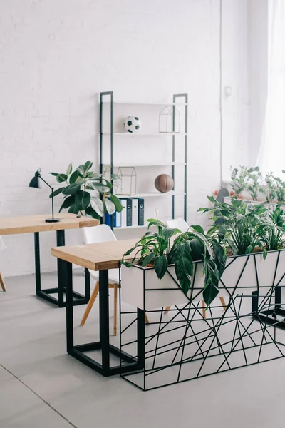 Innenansicht des modernen Büros mit Möbeln und Pflanzen — Stockfoto
