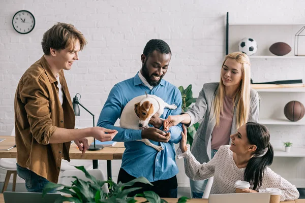 Africano americano empresário alimentação jack russell terrier e sorrindo colegas de pé perto — Fotografia de Stock