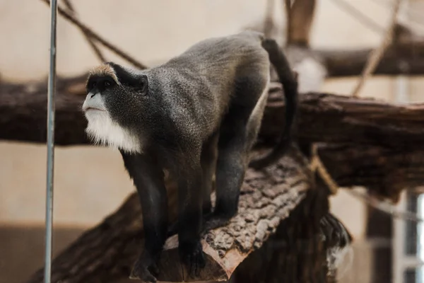 Вибірковий фокус милої мавпи в зоопарку — стокове фото